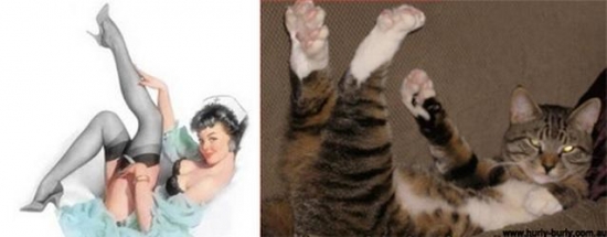 cats that look like pin up girls 11