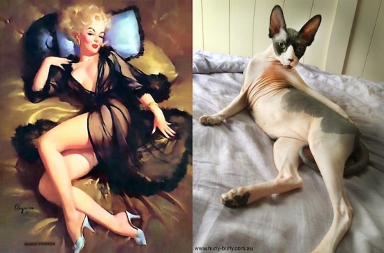 cats that look like pin up girls 12