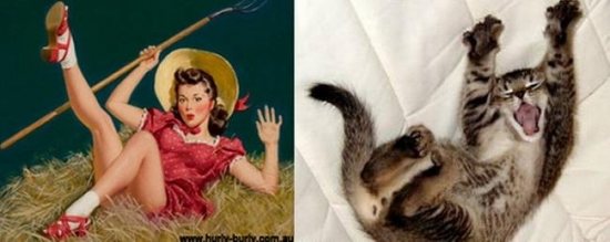 cats that look like pin up girls 15