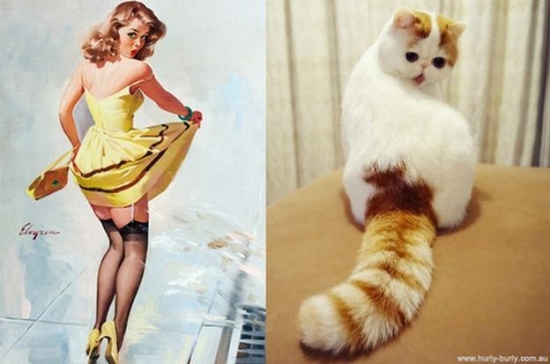 cats that look like pin up girls 4