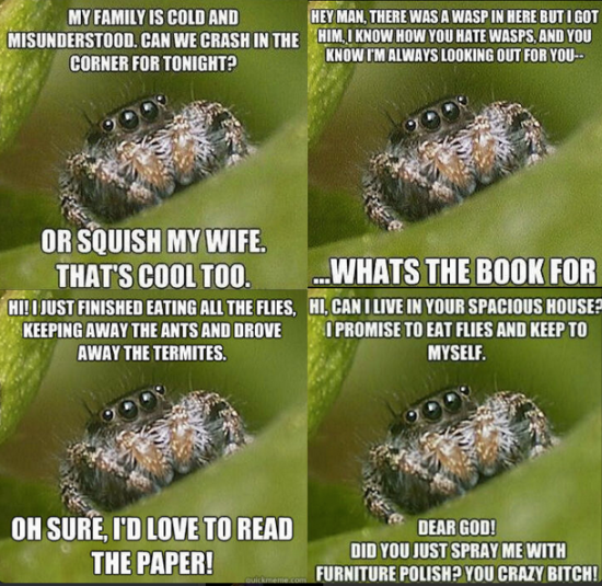 misunderstood spider