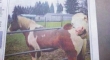 A Cow Photobombing A Horse