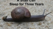 A Snail Can Sleep for Three Years