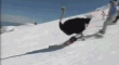 An ostrich skiing