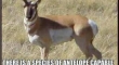 Antelope jumps higher than house