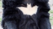Batman Batbear