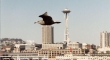 Bird On Seattle
