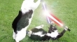Cats with lightsabers 19