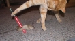 Cats with lightsabers 20