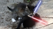 Cats with lightsabers 22