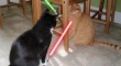 Cats with lightsabers 25