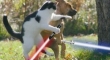 Cats with lightsabers 28