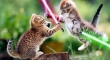 Cats with lightsabers 3