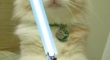 Cats with lightsabers 35