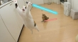 Cats with lightsabers 37