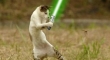 Cats with lightsabers 40