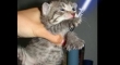 Cats with lightsabers 44