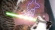 Cats with lightsabers 9