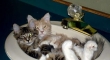 Cute kittens in a sink