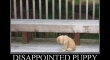 Disappointed Puppy2