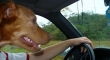 Dog Driving Seems Legit