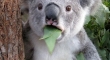 Eucalyptus makes you high