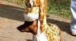 Giraffe Dog