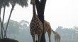 Giraffes can now teleport through trees