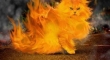 I Googled photoshoped cats