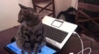 I told the cat not to sit on the keyboard