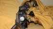 Sniper Dog can see you