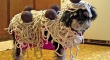 Spaghetti Dog