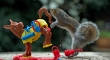 Squirrel playing Buckaroo