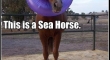 This is a Sea Horse