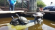 Turtles mating.