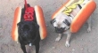 Two Hot Dogs