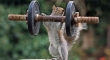 Weightlifter Squirrel