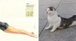 cats that look like pin up girls 17
