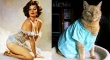 cats that look like pin up girls 21