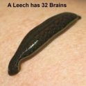 A Leech has 32 Brains
