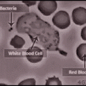 A white cell chasing bacteria