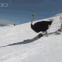 An ostrich skiing