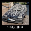 Angry Birds Not as funny in real life2