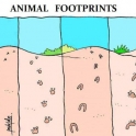Animal footprints....