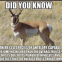 Antelope jumps higher than house