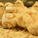 BB8 With Chicks