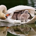 Baby swans under wing
