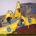 Bananna Dogs