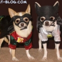 Batman and Robin the dogs