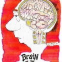 Brain of the Typical Male
